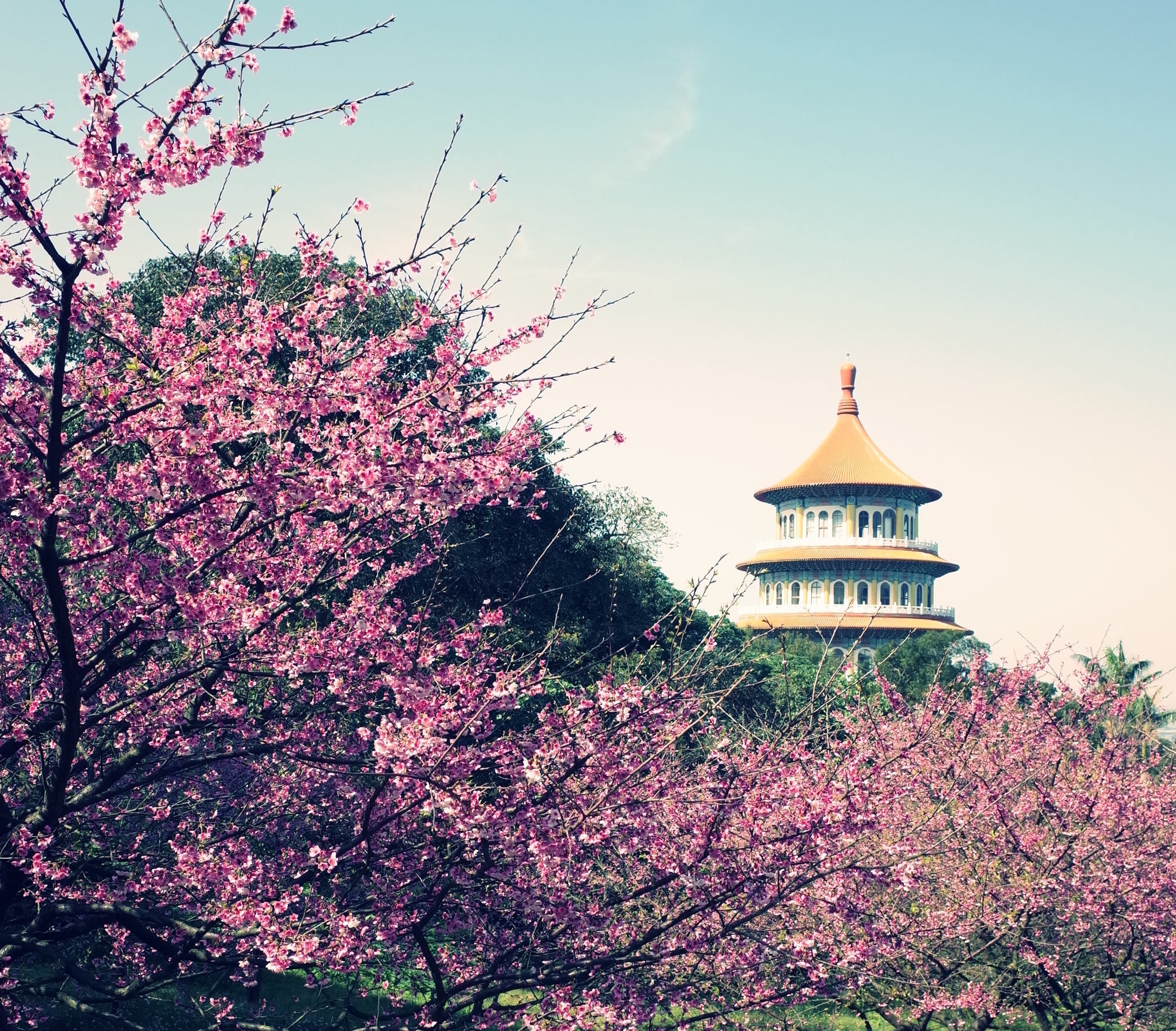 台北櫻花景點:淡水 無極天元宮,圖片取自landscaping.ntpc.gov.tw。 台北櫻花景點:淡水 無極天元宮,圖片取自landscaping.ntpc.gov.tw。