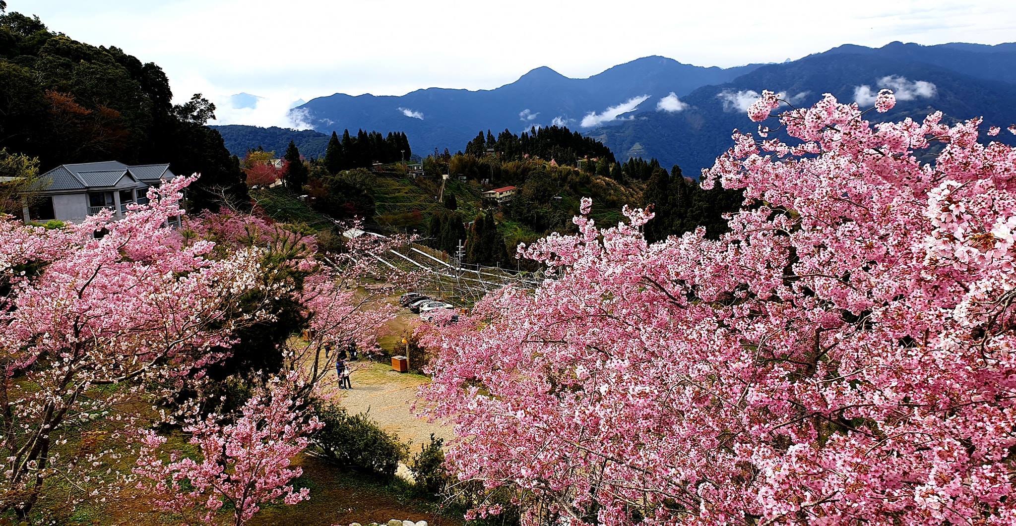 台灣櫻花景點:桃園 拉拉山恩愛農場,圖片取自拉拉山恩愛農場FB粉絲團。 台灣櫻花景點:桃園 拉拉山恩愛農場,圖片取自拉拉山恩愛農場FB粉絲團。