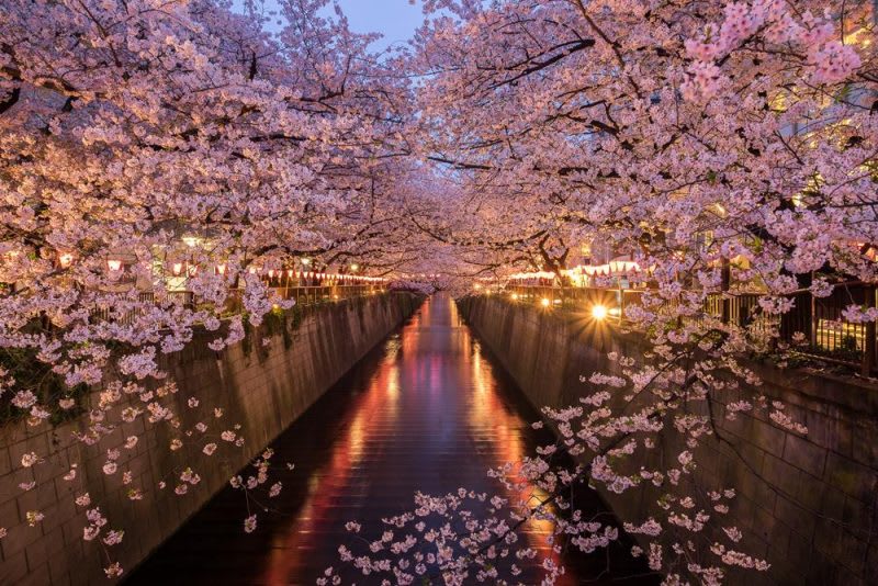 (清明節連假到東京旅遊,怎麼能錯過目黑川的夜櫻?) (清明節連假到東京旅遊,怎麼能錯過目黑川的夜櫻?)