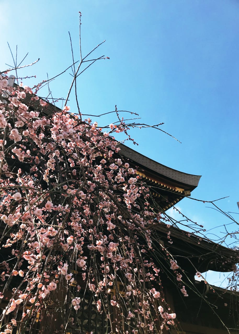 【2019櫻花季】日本三月最早！南伊豆櫻花季 一起被粉色花瓣浪漫包圍