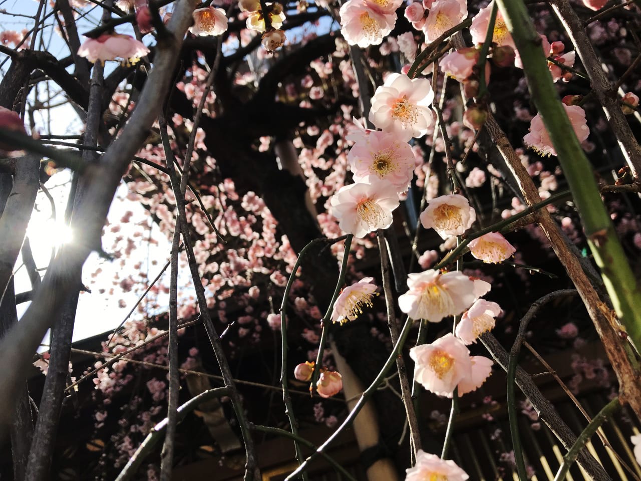 【2019櫻花季】日本三月最早！南伊豆櫻花季 一起被粉色花瓣浪漫包圍