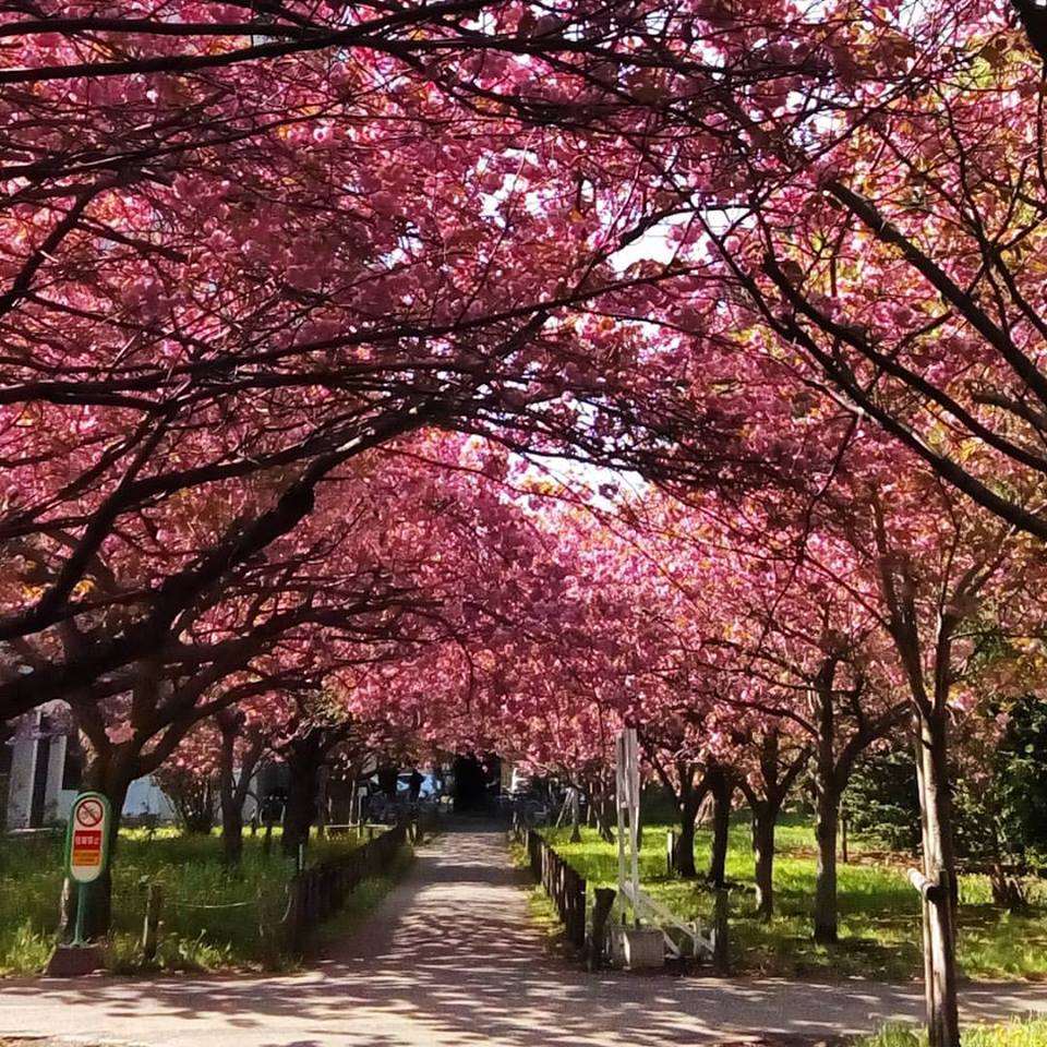北海道大學 來源:fb @HokkaidoUni 北海道大學 來源:fb @HokkaidoUni