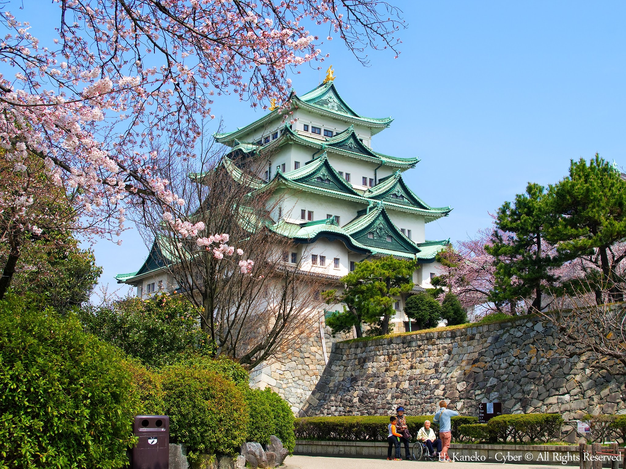 盛放櫻花的名古屋城。(圖片來源:wikipedia)
