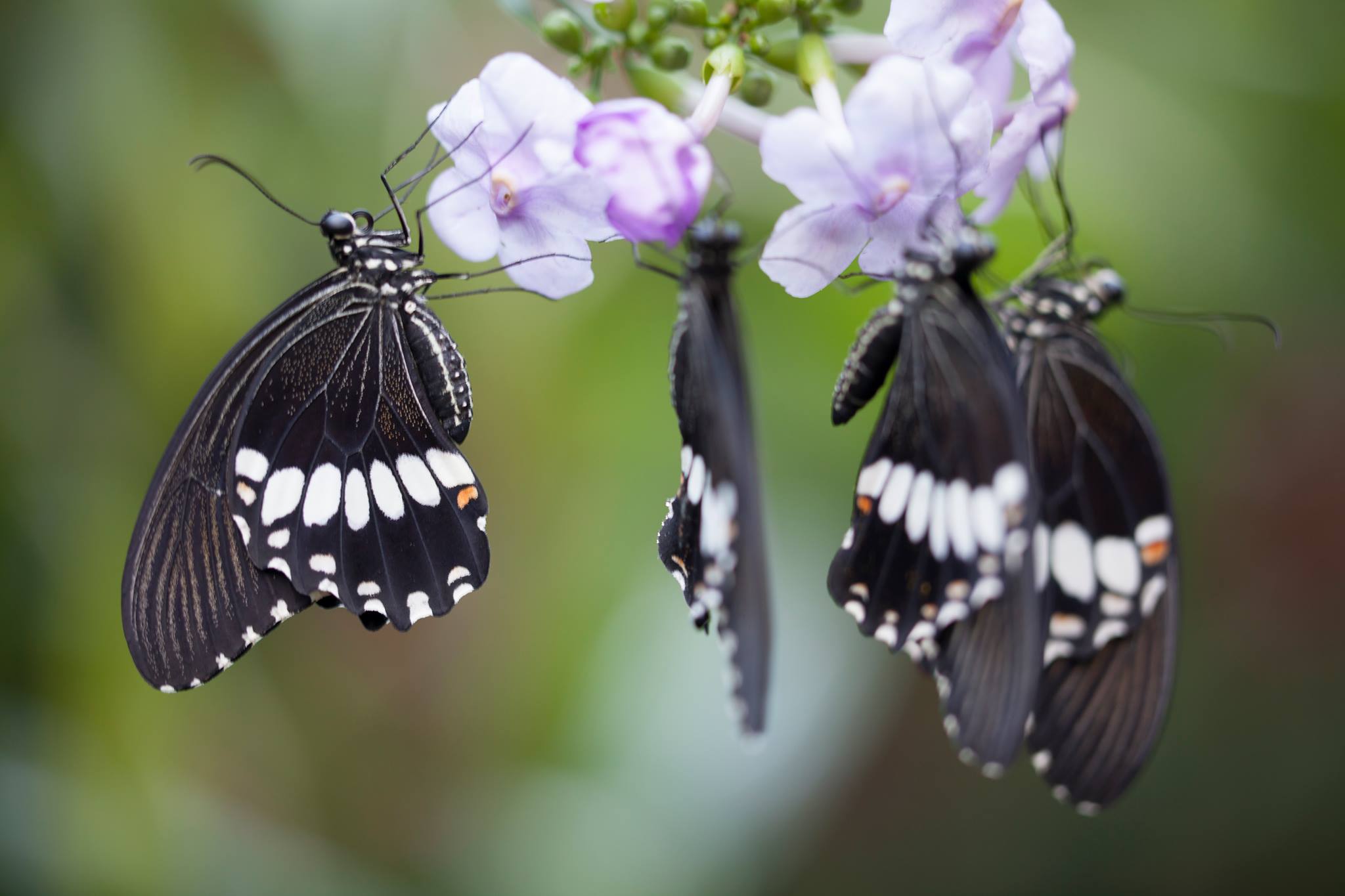 圖片取自Palawan Butterfly Eco-Garden and Tribal Village官方FB粉絲團