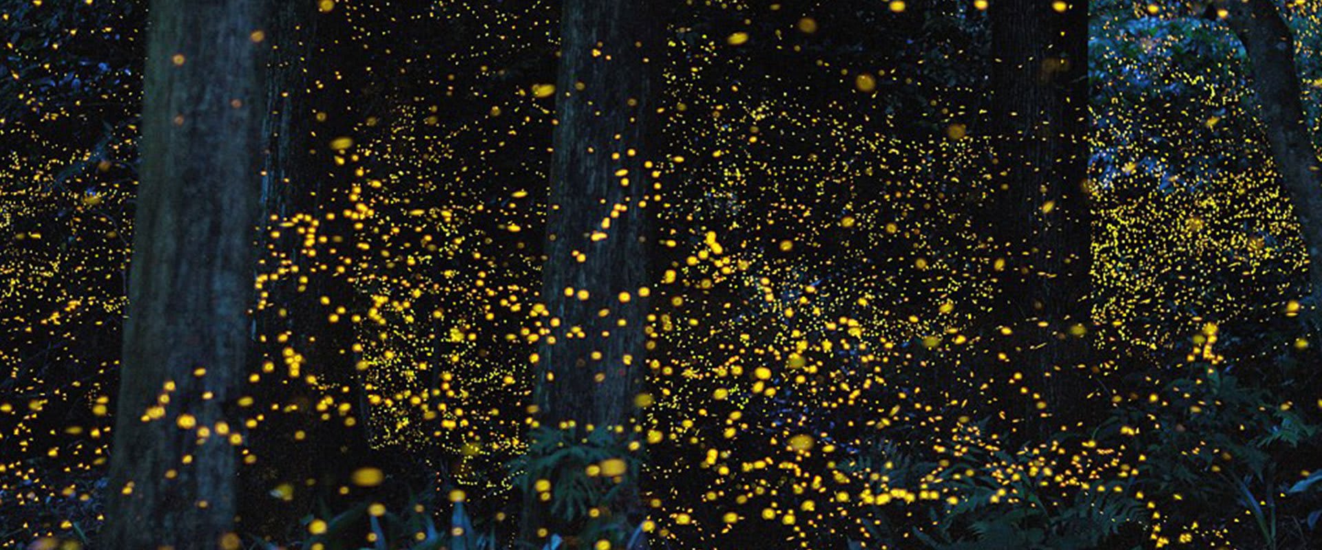 圖片取自https://elnido.ph/tour/iwahig-firefly-watching-tour/