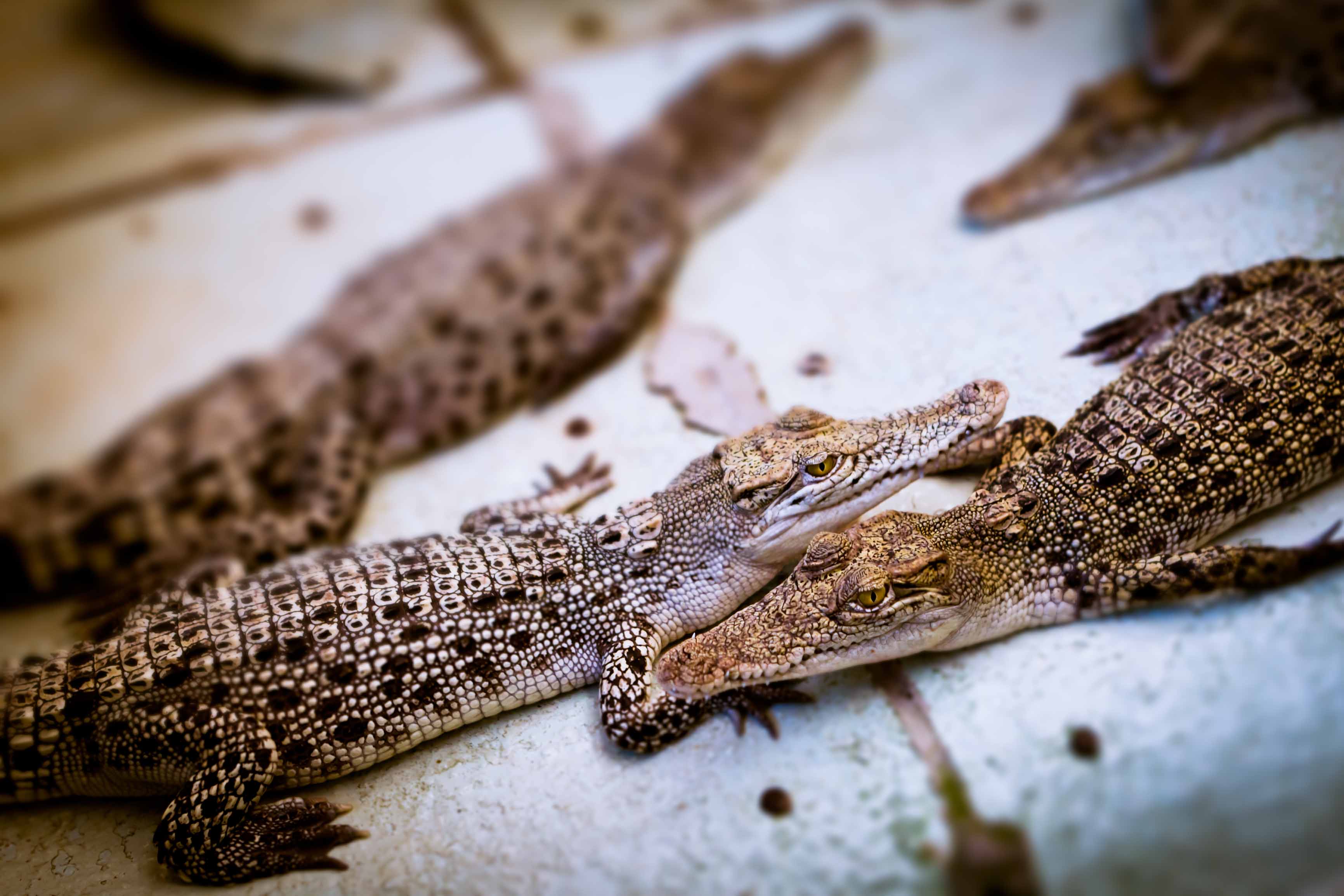 圖片取自https://bensonkua.wordpress.com/tag/palawan-wildlife-rescue-and-conservation-center/
