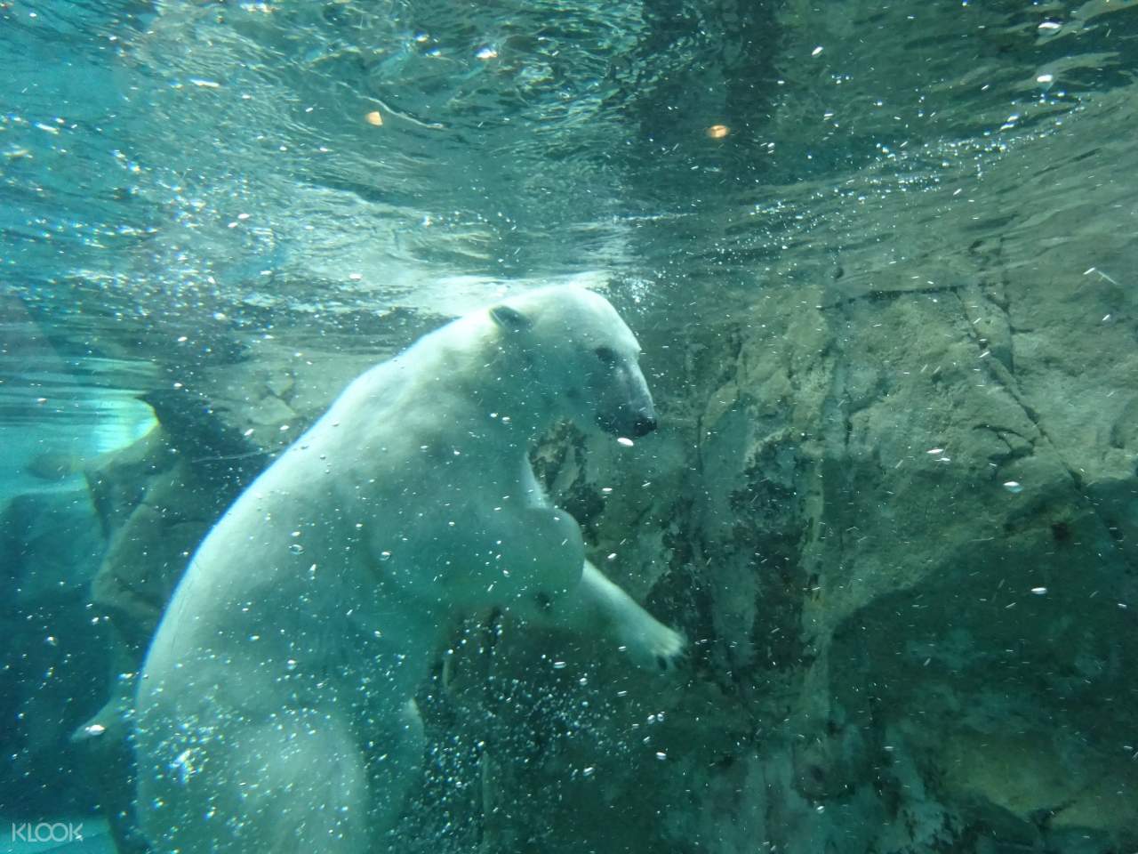 旭山動物園,照片源自KLOOK