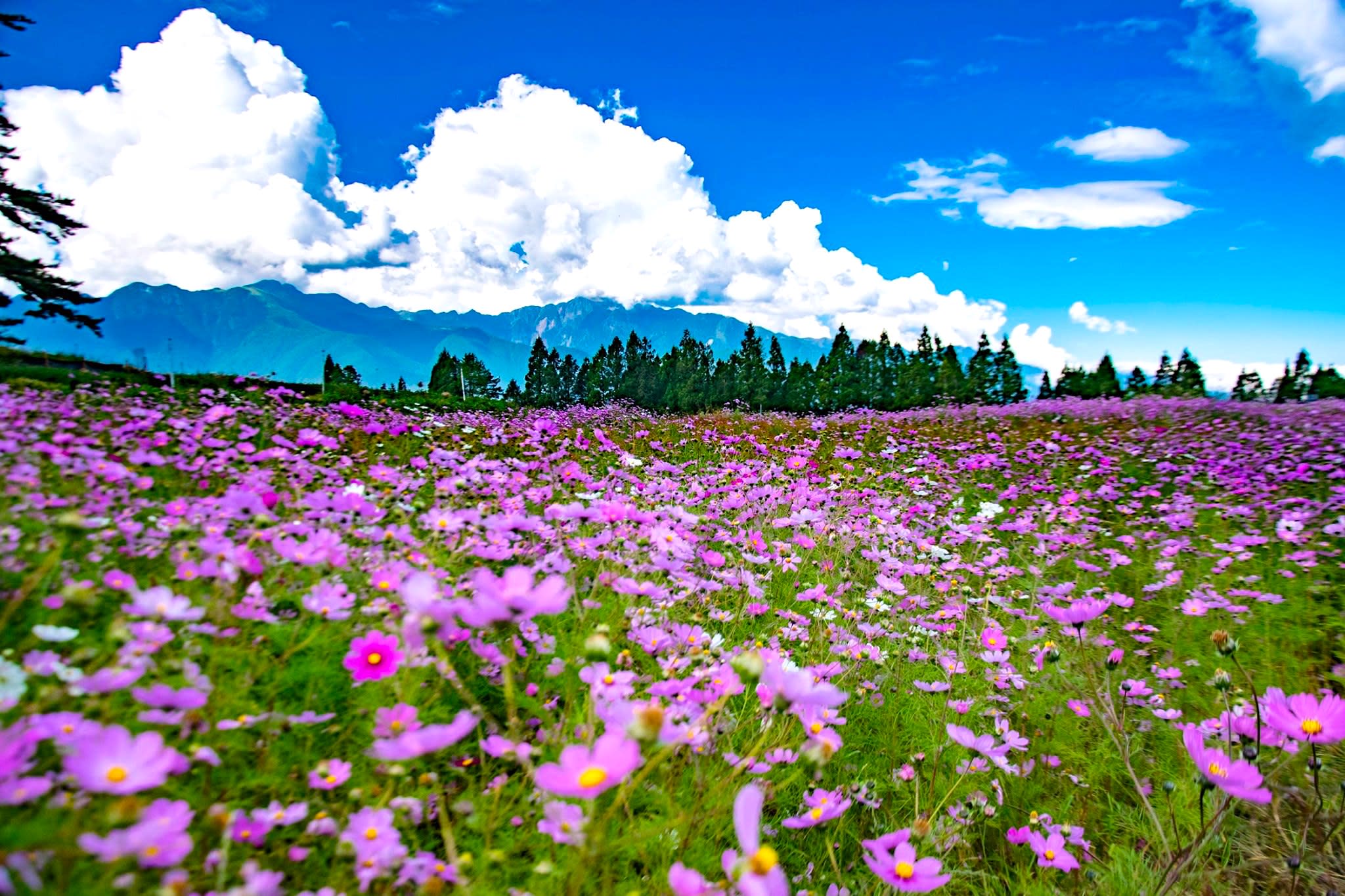 圖片取自福壽山農場 Fushoushan Farm FB粉絲團