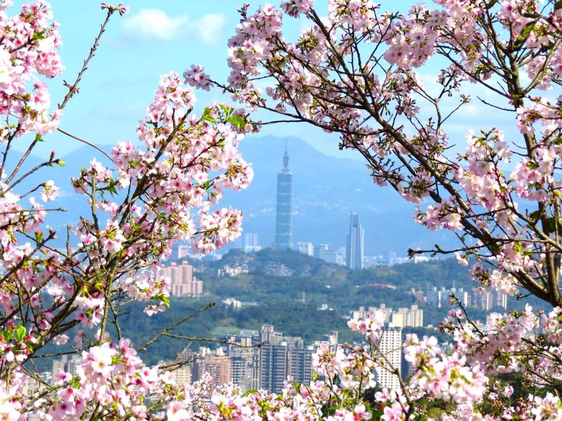 台北櫻花 盛開， 台北 賞櫻 趣
