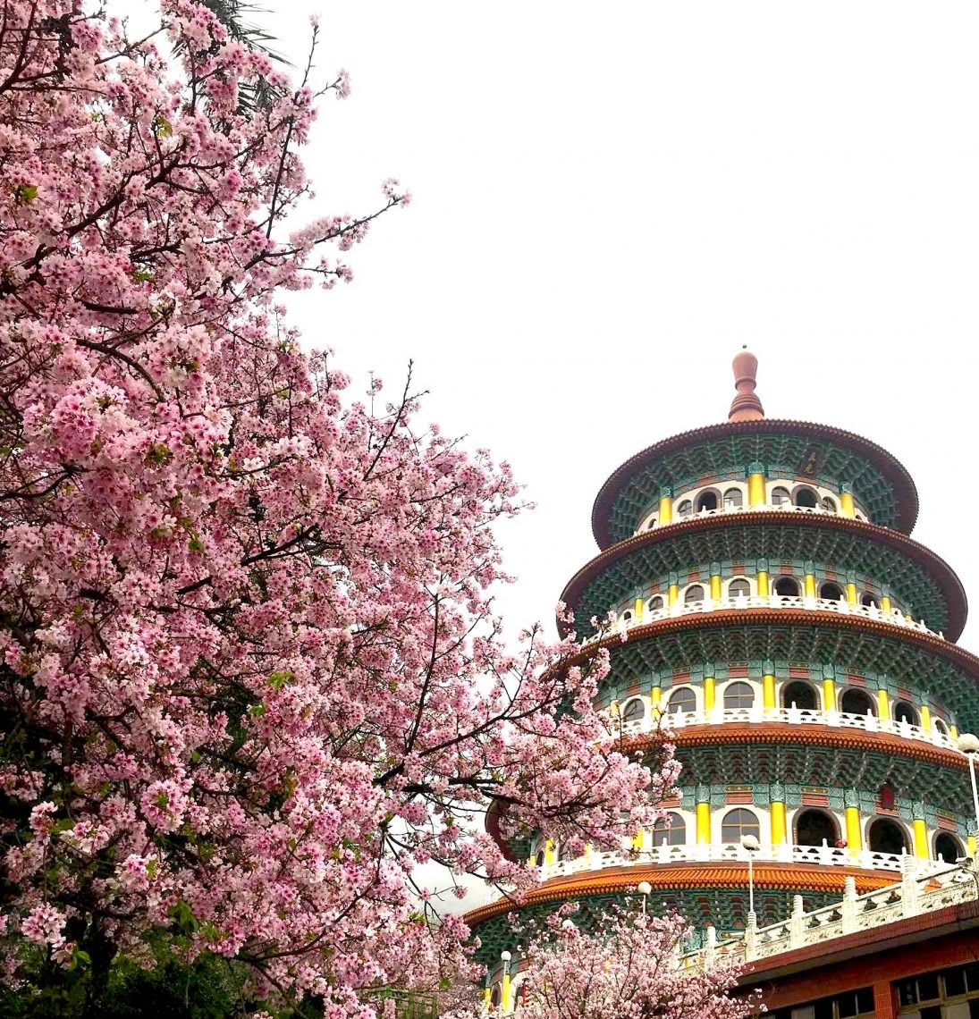 圖片取自淡水天元宮花況報導FB粉絲團
