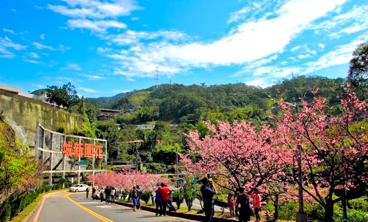 台北櫻花 盛開， 台北 賞櫻 趣