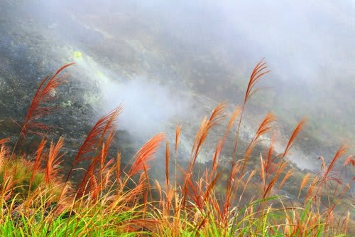靠近小油坑火山噴發處的芒花,呈現出偏紅的特殊色澤。(Flickr授權作者-Andy Enero)