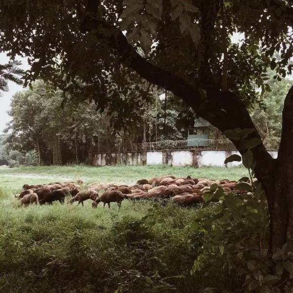 殖 民 地 外 圍 的 草 地 , 風 吹 草 地 現 羊 群 。