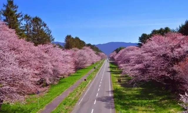 Klook客路・探索未知的你 北 海 道 粉 嫩 賞 櫻 。