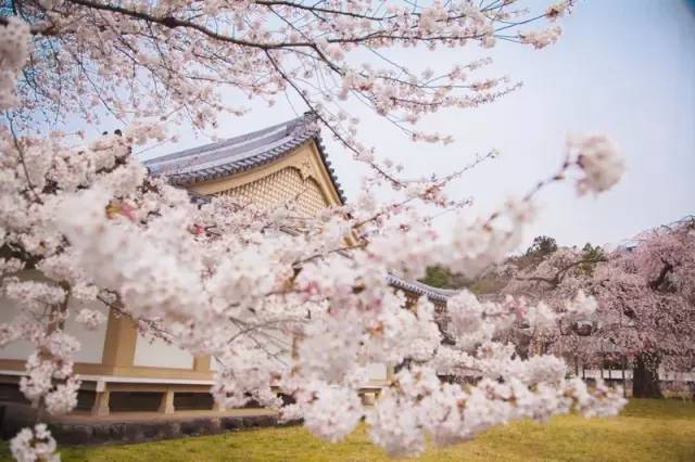 Klook客路・探索未知的你 以 垂 櫻 聞 名 遐 邇 的 醍 醐 寺