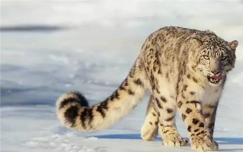 雪 豹 。