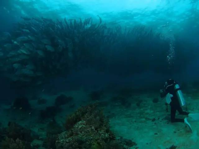 Klook客路・探索未知的你 整 群 的 海 龜 、 魚 群 游 過 來 , 非 常 壯 觀 。