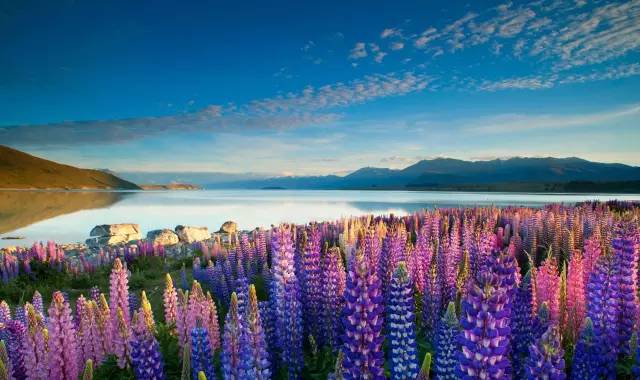 紐 西 蘭 Tekapo 小 鎮 白 天 也 有 漂 亮 的 美 景 可 觀 賞 。