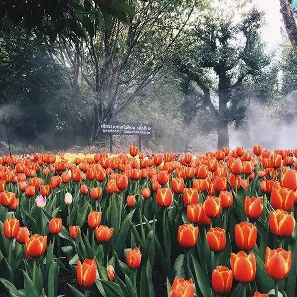 Klook客路・探索未知的你 泰國秘境 清 萊 鬱 金 香 花 園 ( Instagram : palmkung )