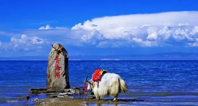 青 海 湖 。