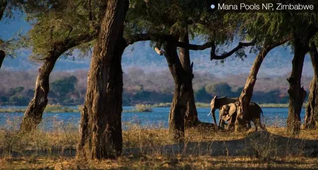 ▲Mana Pools NP,Zimbabwe