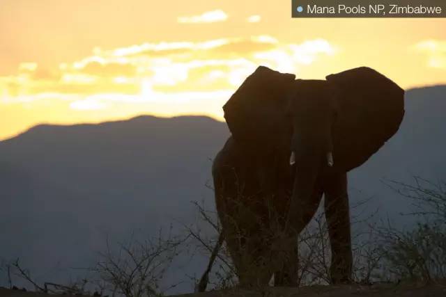 ▲Mana Pools NP,Zimbabwe