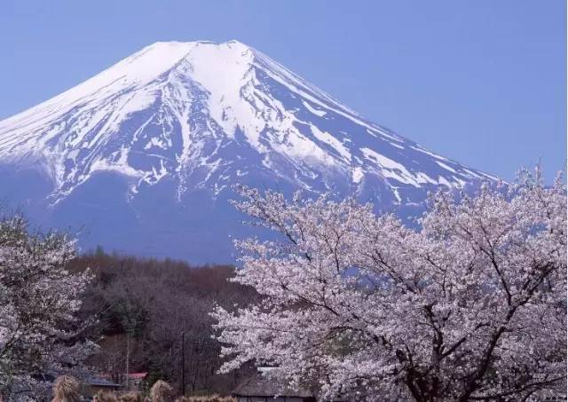 遠 處 眺 望 富 士 山 。
