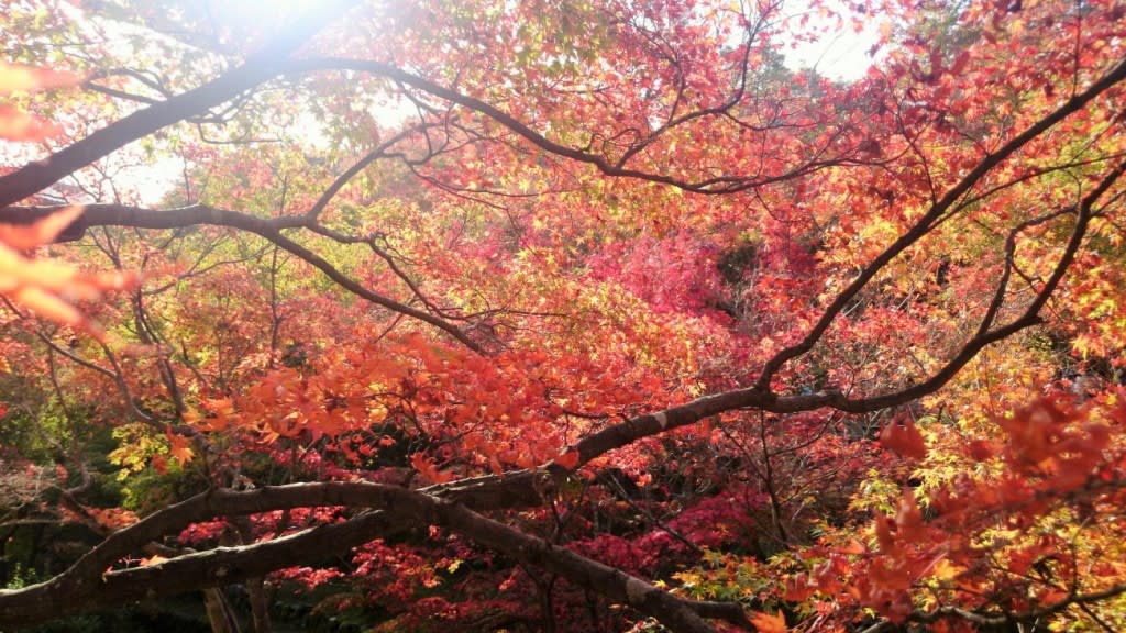 dsc_2209-1024x576