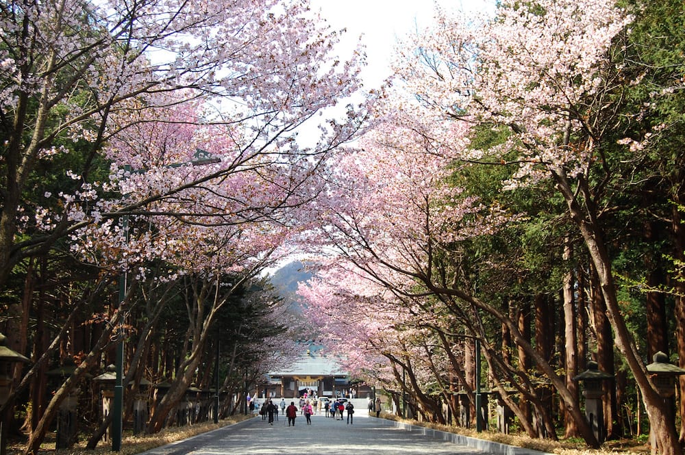 北海道神宮五月櫻花