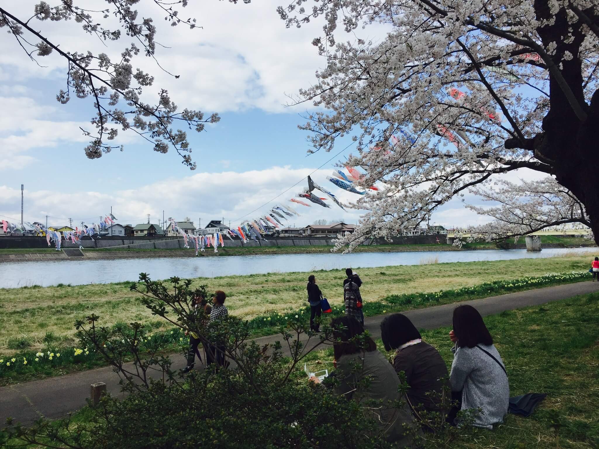 東北賞櫻勝地 ・ 北上展勝地 。 Photographer|Zach Huang