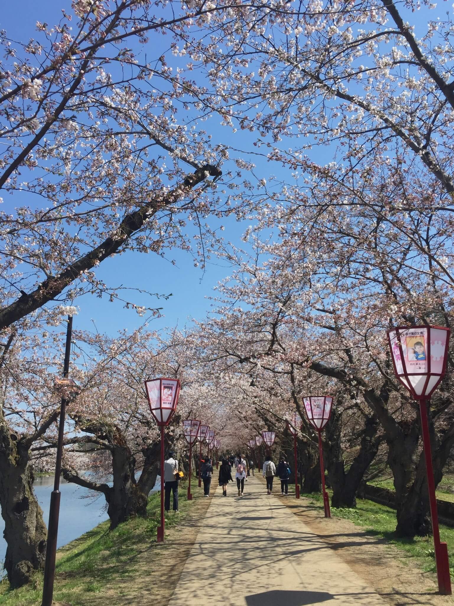 西濠沿路的櫻花大道。