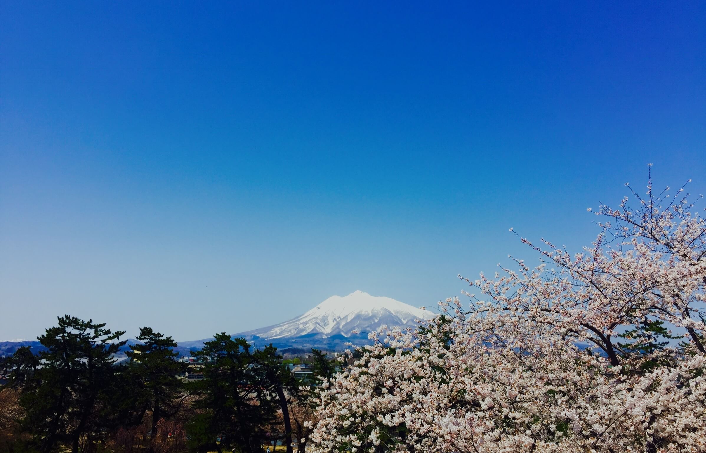 藍天、岩木山、櫻花。