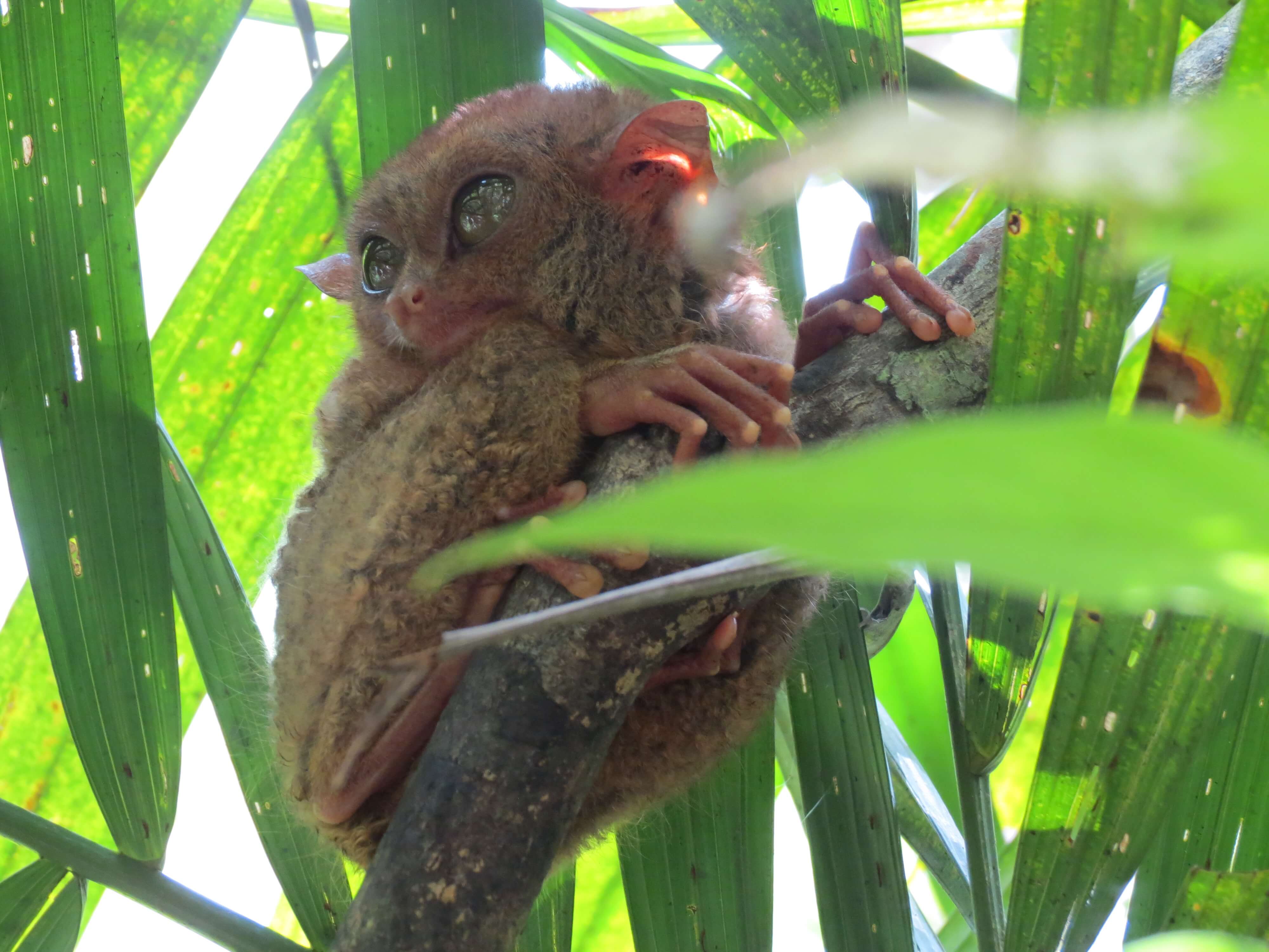 Philippine Tarsier Sanctuary