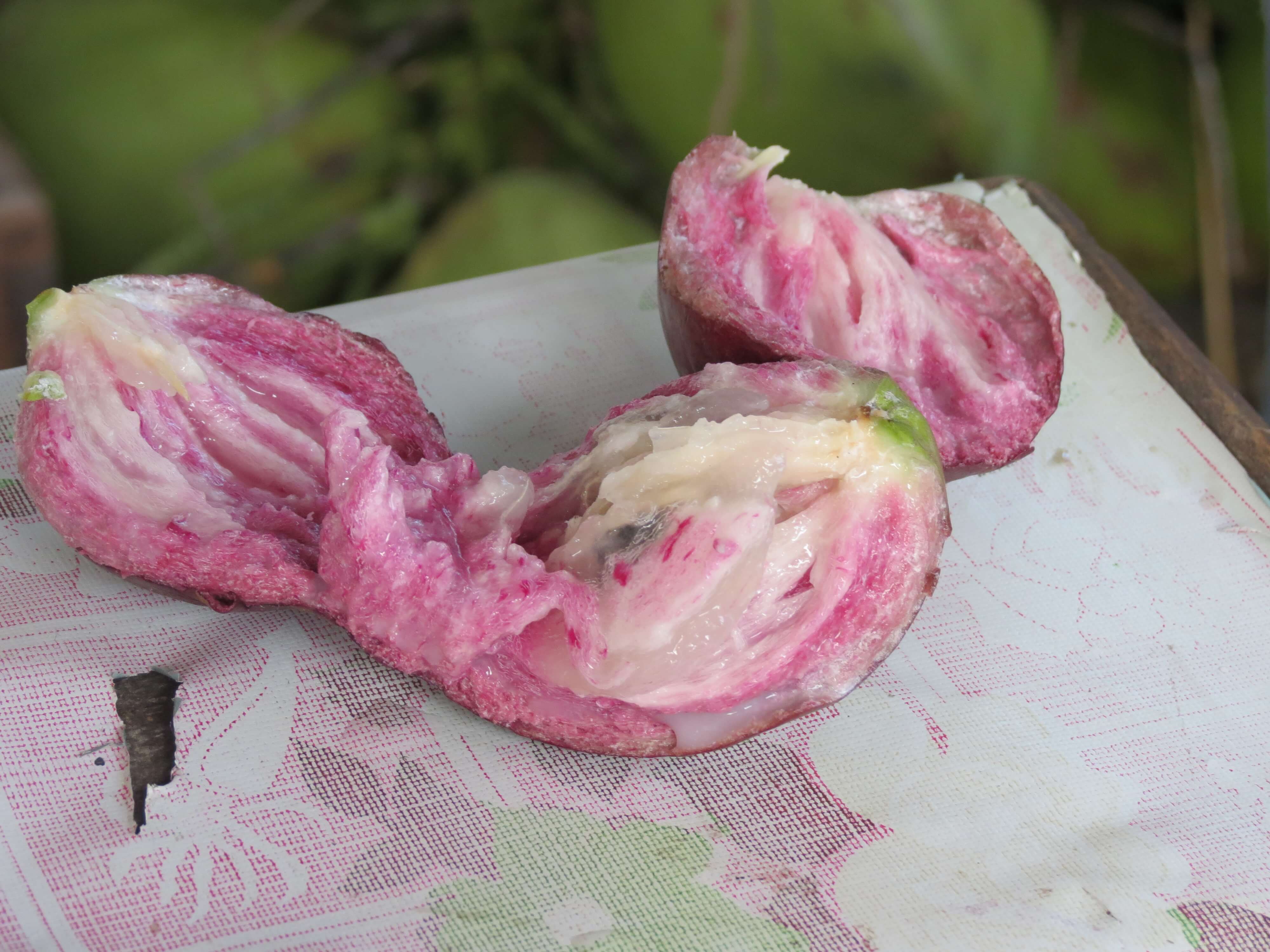 謎一般的水果|So far, the fruit is unknown for us