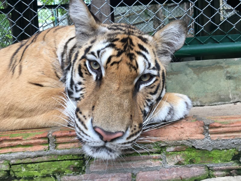 清邁老虎園