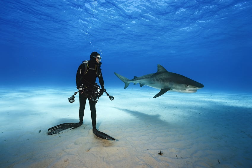 Klook客路・探索未知的你 Tiger Shark and diver, Northern Bahamas