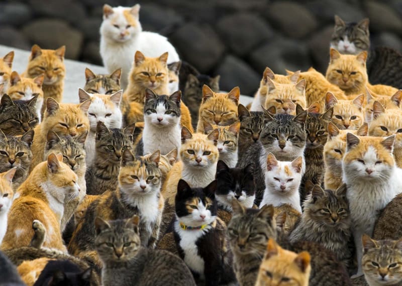 More-cats-less-humans1