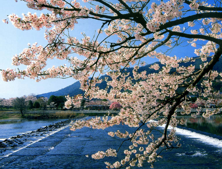 圖片來源:kyoto-sakuranomeisyo