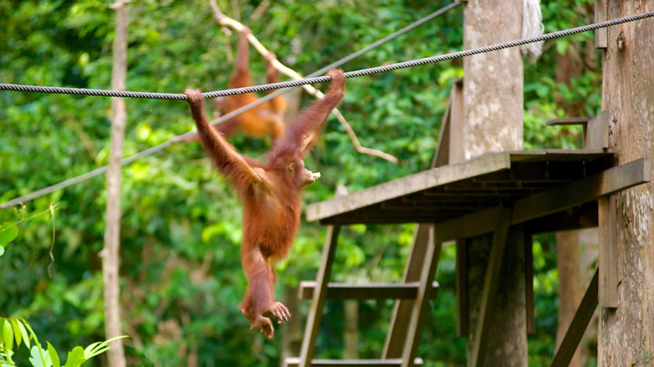Sepilok-Orangutan-Sanctuary-43954