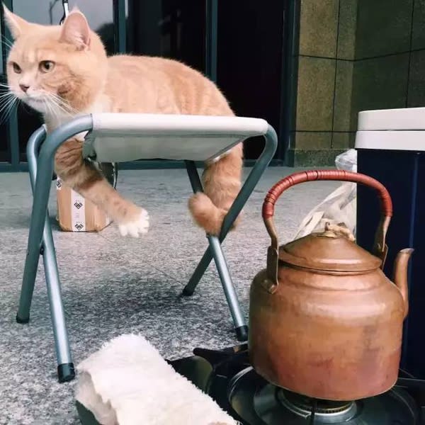 可 愛 貓 咪 。