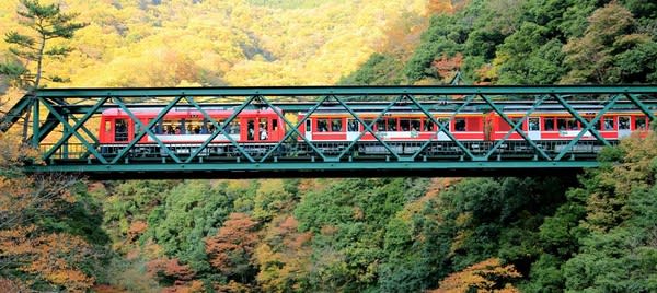 坐 著 箱 根 小 火 車 穿 梭 在 秋 紅 中( 圖 片 來 源 : goo.gl/f63jzb )