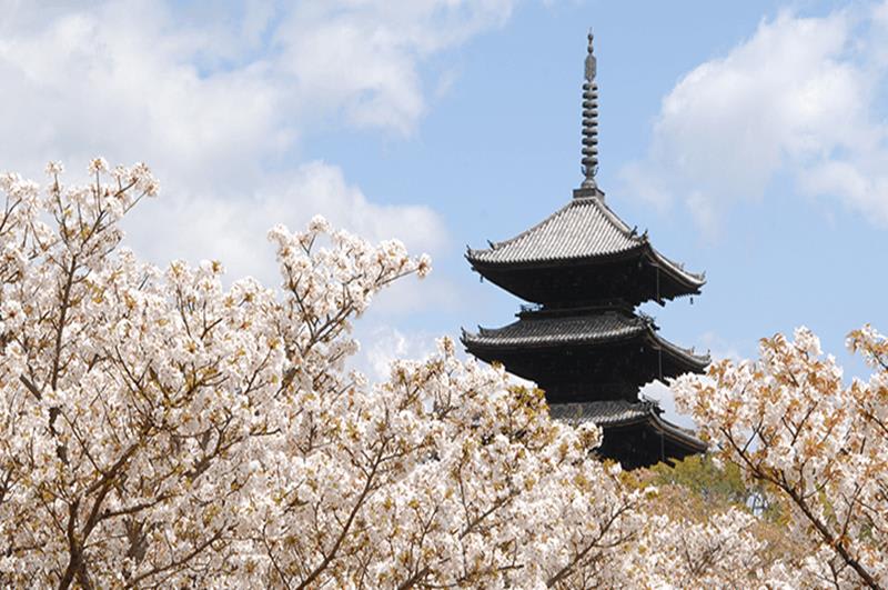 2018京都賞櫻