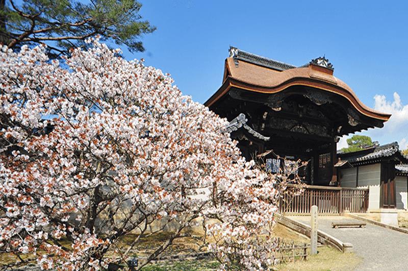 仁和寺(照片來源:仁和寺官網)http://www.ninnaji.jp/