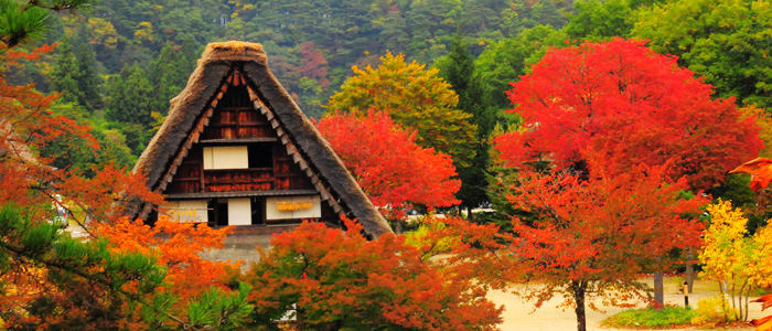 名古屋賞楓攻略 神 秘 合 掌 村