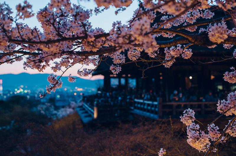 即將入夜的清水寺櫻花景色((照片來源:清水寺官網)http://www.kiyomizudera.or.jp/season.php
