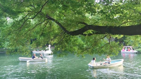 井 之 頭 恩 賜 公 園 。