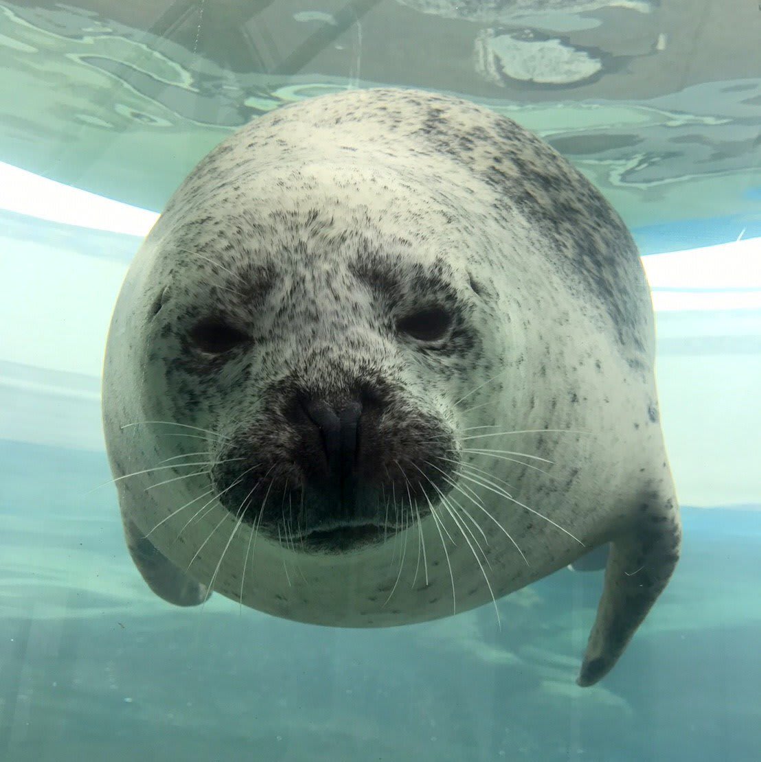 超級療癒的海豹 來源:https://twitter.com/Kyoto_Aquarium/status/915448366246502400