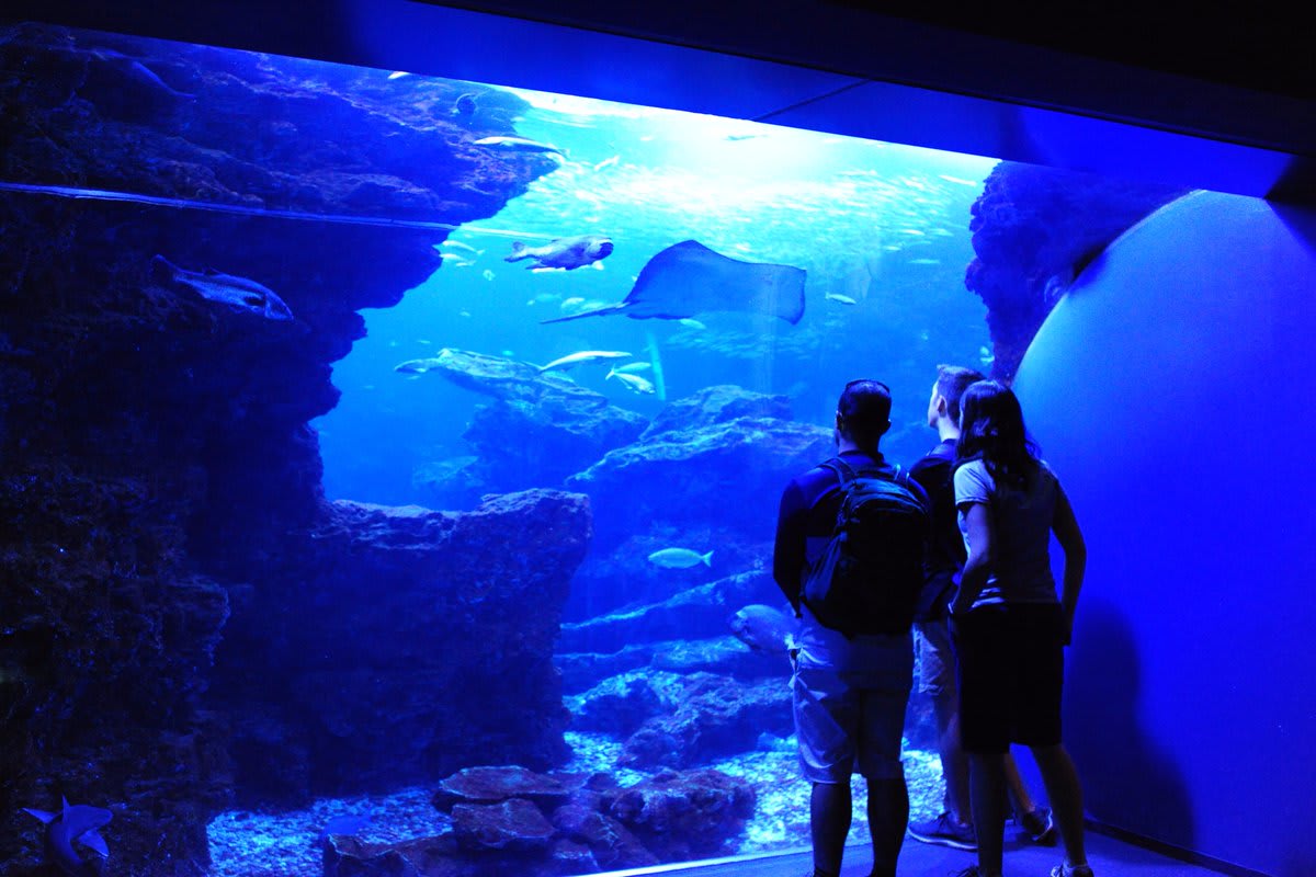 不管是誰一定都會深深著迷! 來源:https://twitter.com/Kyoto_Aquarium/status/881713458424627200