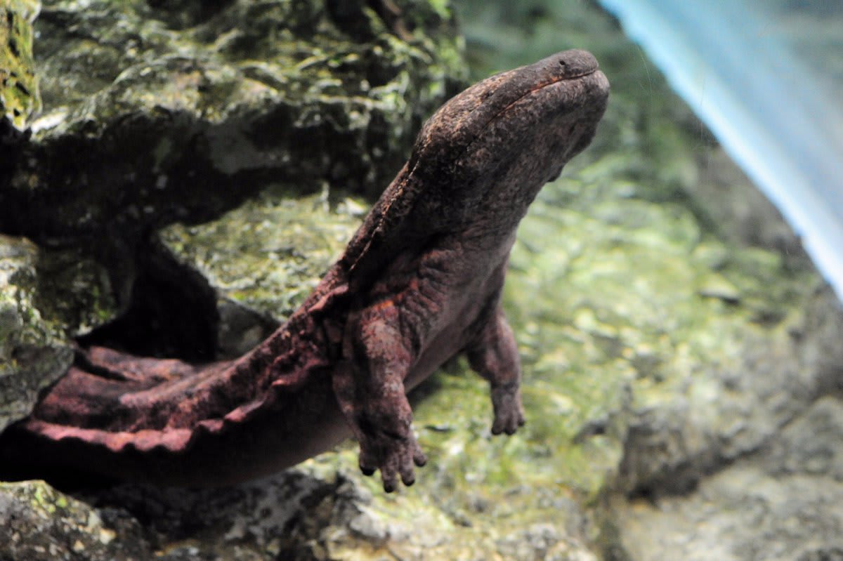 京都水族館