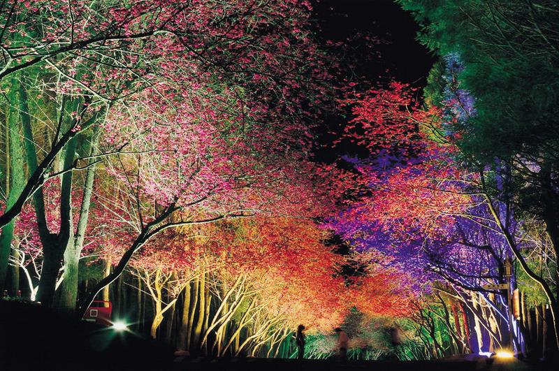 九族文化村夜櫻(照片來源:九族文化村官網)https://goo.gl/4hXCDy